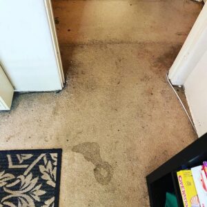 Urine Smell Out Of Carpet