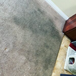 Mold In Carpet
