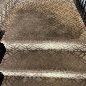 Mold Carpet
